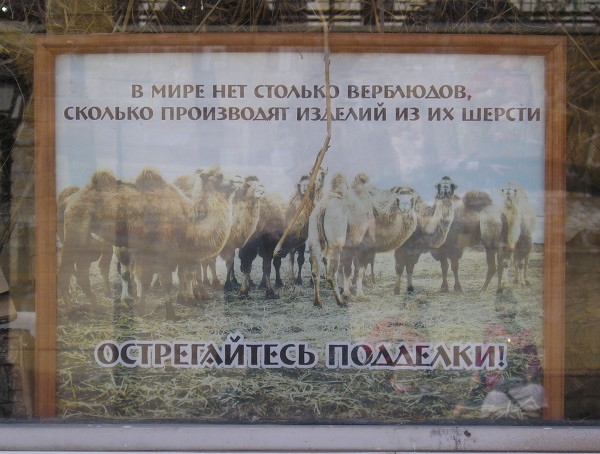 В мире нет столько верблюдов, сколько производят изделий из их шерсти (г. Казань)