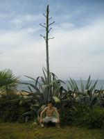 2010-06-02. Вот бы дома такой кактус (алоэ?) завести!