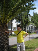 2010-06-02. Некоторые пальмы в Турции похожи на большие ананасы.