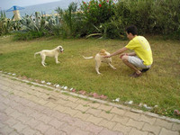 2010-06-02. Не очень успешные попытки поиграть с игривыми (между собой) турецкими щенками.