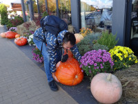 2022-10-09. I am trying to steal a large and certainly delicious pumpkin from the “Fish Village” of Kaliningrad (Königsberg), Russia, but so far it is not working out very well… 😮💨