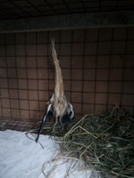 Птенец выпи