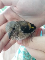 Птенец