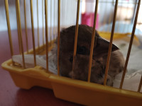 Птенец