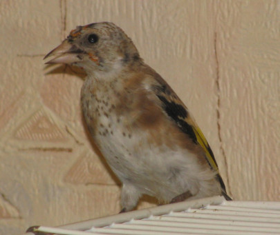 Клюв зерноядной птицы (щегла-слётка)
