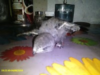 Птенец стрижа