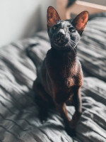 Smolyanka (Oriental Shorthair)