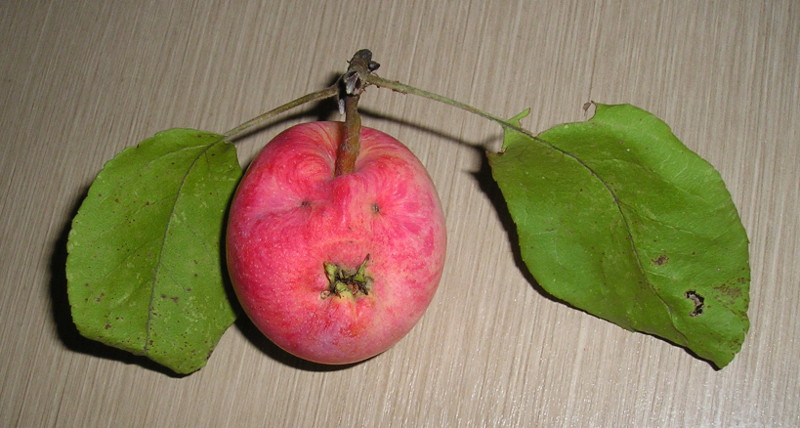 Яблоко-человек (г. Владимир)