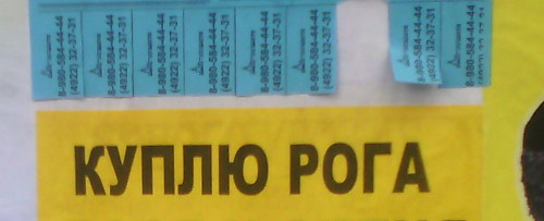 Куплю рога (г. Владимир)