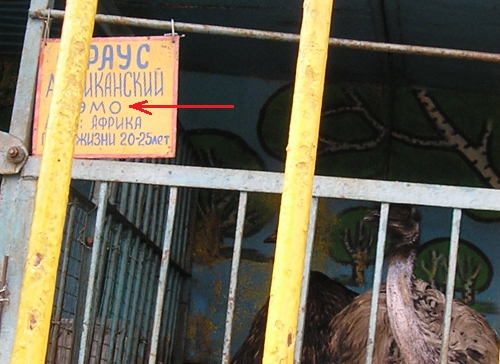 Страус африканский эмО (г. Владимир)