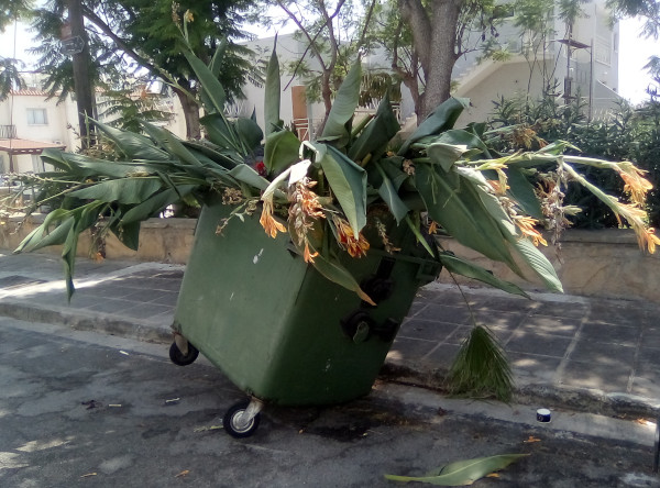 Не, столько пальм я не вывезу (Кипр, г. Айя-Напа)
