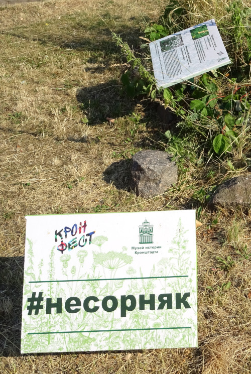 Не сорняк (Санкт-Петербург, г. Кронштадт)