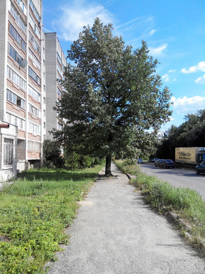 Дерево посреди тротуара (г. Владимир)