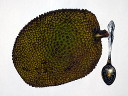 Джекфрут (jackfruit) снаружи