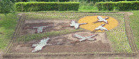 Swans made of flowers 
© 2005 Stanislav Ogryzkov