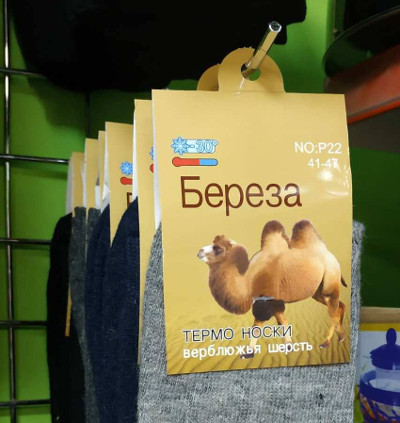 Берёза-верблюд (Ивановская обл., г. Пучеж)