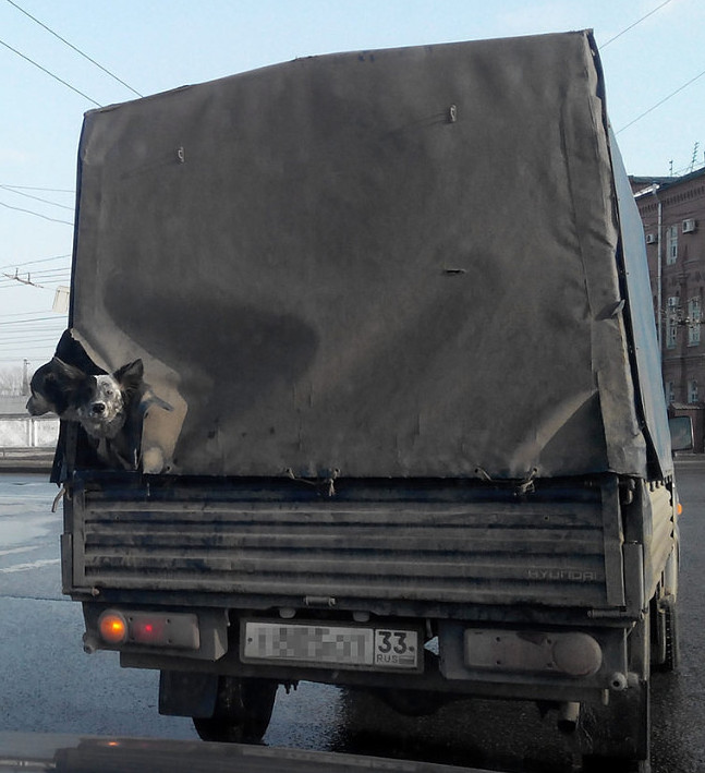 Dogs in a Truck (Russia, Vladimir)