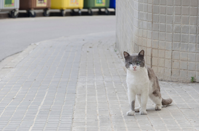 Whiskas есть? А если найду?