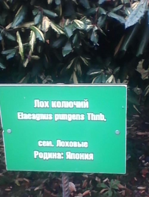 Лох колючий (Краснодарский край, г. Сочи)