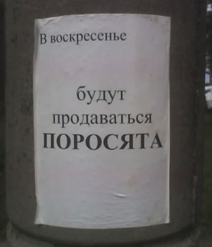 В воскресенье будут продаваться поросята (Владимирская обл., Суздальский р-н, пос. Садовый)