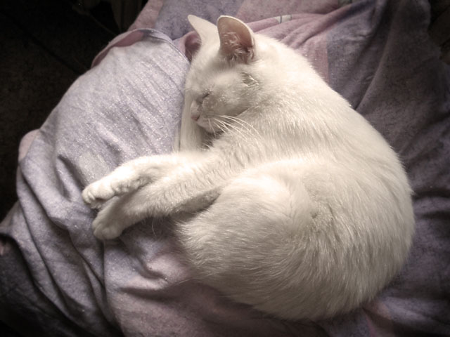 Fallen Asleep