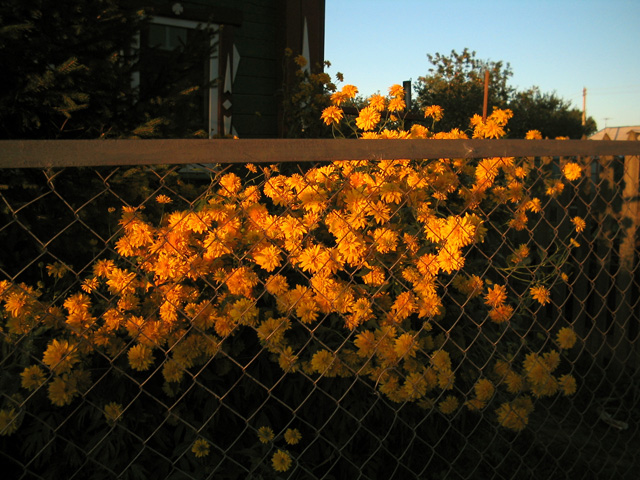 Golden Sunset