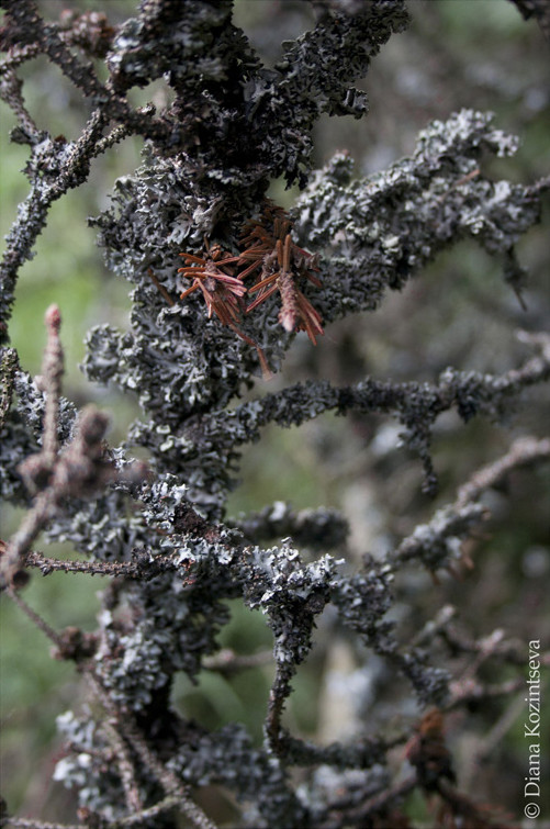Lichen