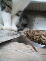 Гвоздь программы