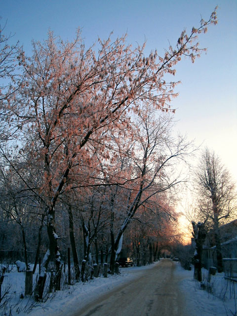 Spring Dreams