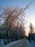 Весенние грёзы