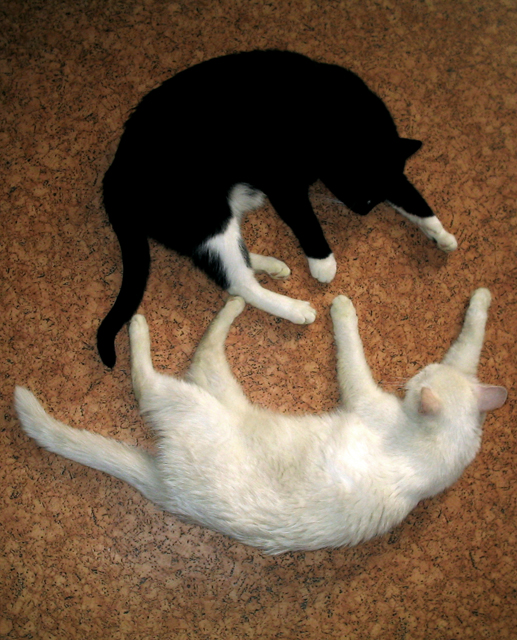 Yin-Yang