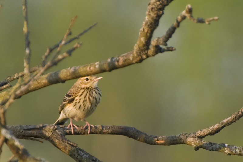 Anthus trivialis