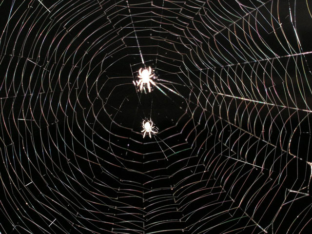 Araneus Sextus