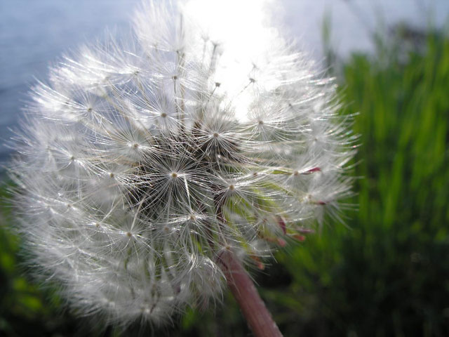 Blowball