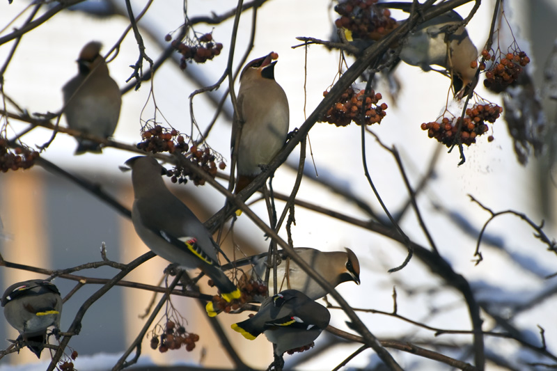Bombycilla garrulus #3