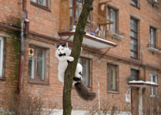 Кошка