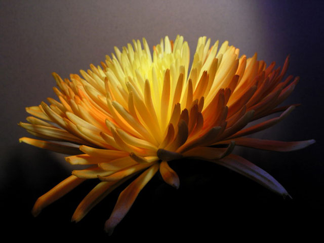 Chrysanthemum (1)