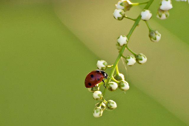 Coccinellidae
