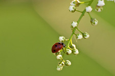 Coccinellidae