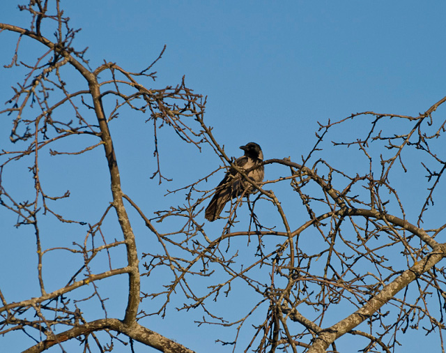 Crow