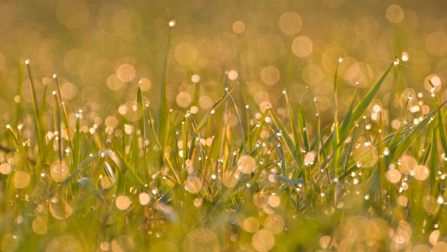 Dew