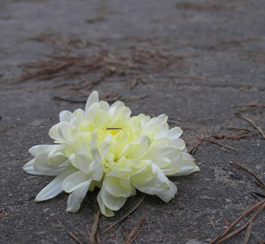 Flower on the Way