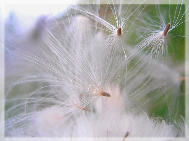Fluff