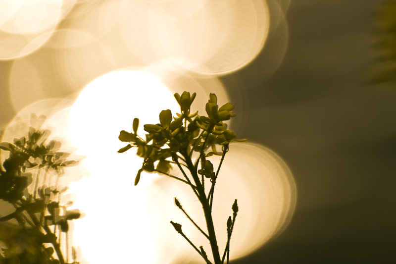 Magic of the Light