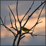 Motacilla Flava