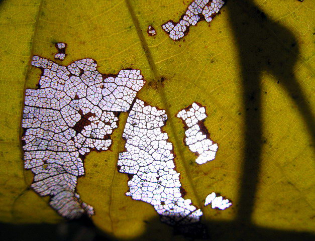 Stained Leaf