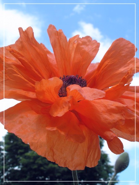 Suzdal Poppy