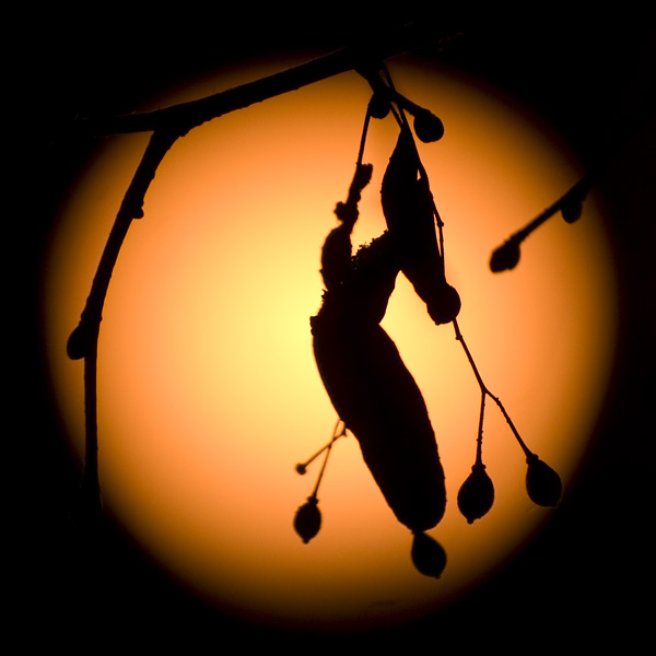 Tilia Moon