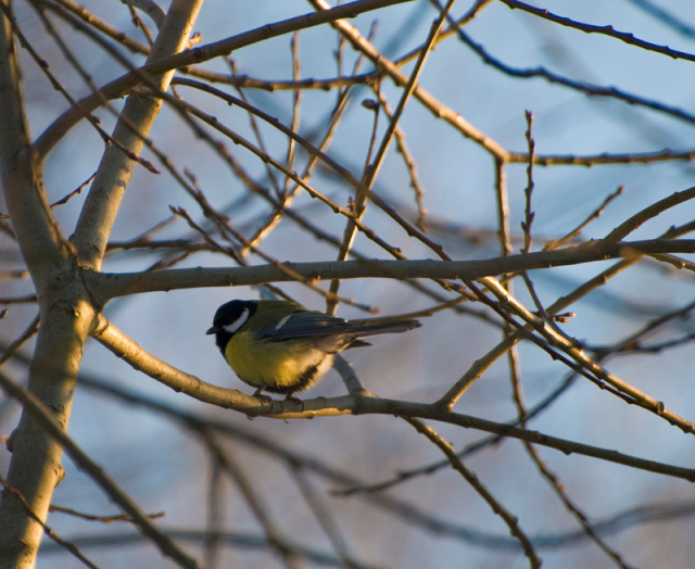Titmouse