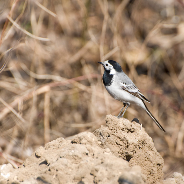 Wagtail